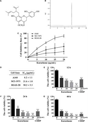 Inhibitory Effect of Kurarinone on Growth of Human Non-small Cell Lung Cancer: An Experimental Study Both in Vitro and in Vivo Studies